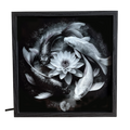 Zen Koi Pond & Lotus