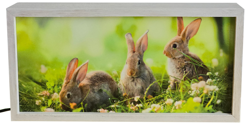 Adorable Baby Bunnies in Grass