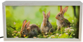 Adorable Baby Bunnies in Grass
