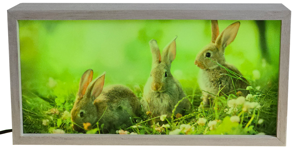 Adorable Baby Bunnies in Grass
