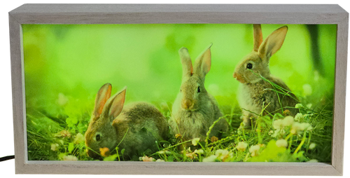 Adorable Baby Bunnies in Grass