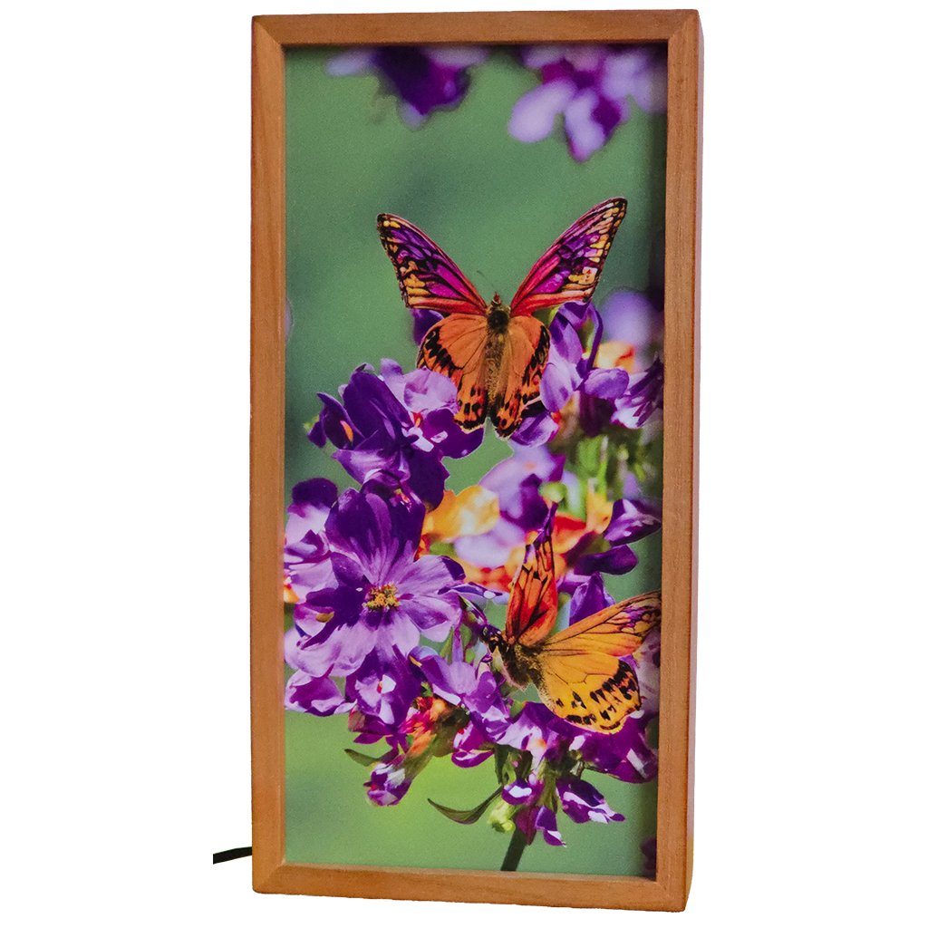 Butterflies on Flowers