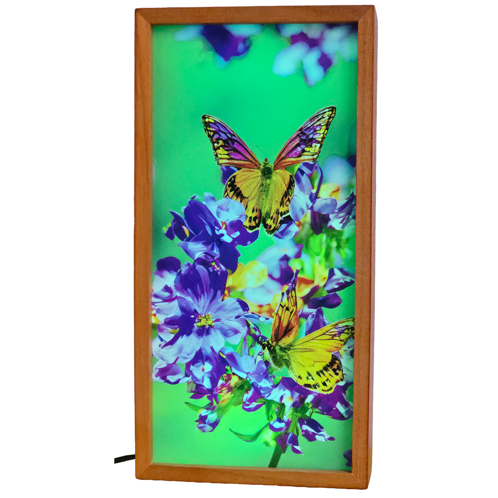 Butterflies on Flowers