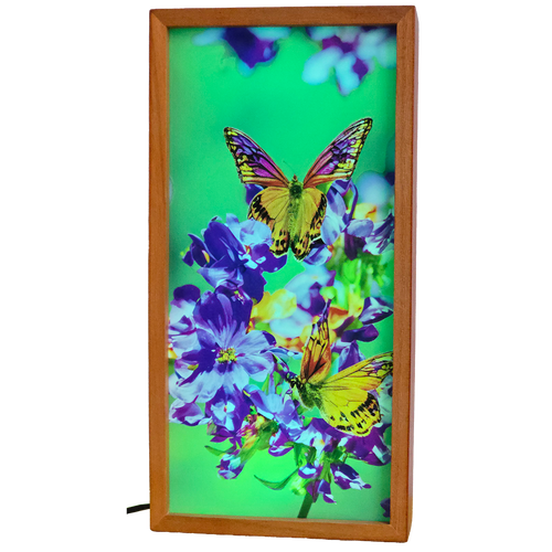 Butterflies on Flowers