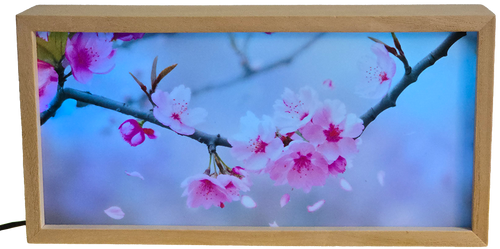 Cherry Blossom Branch