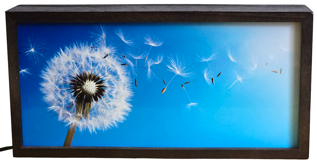 Blowing Dandelion Seeds