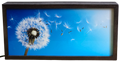 Blowing Dandelion Seeds