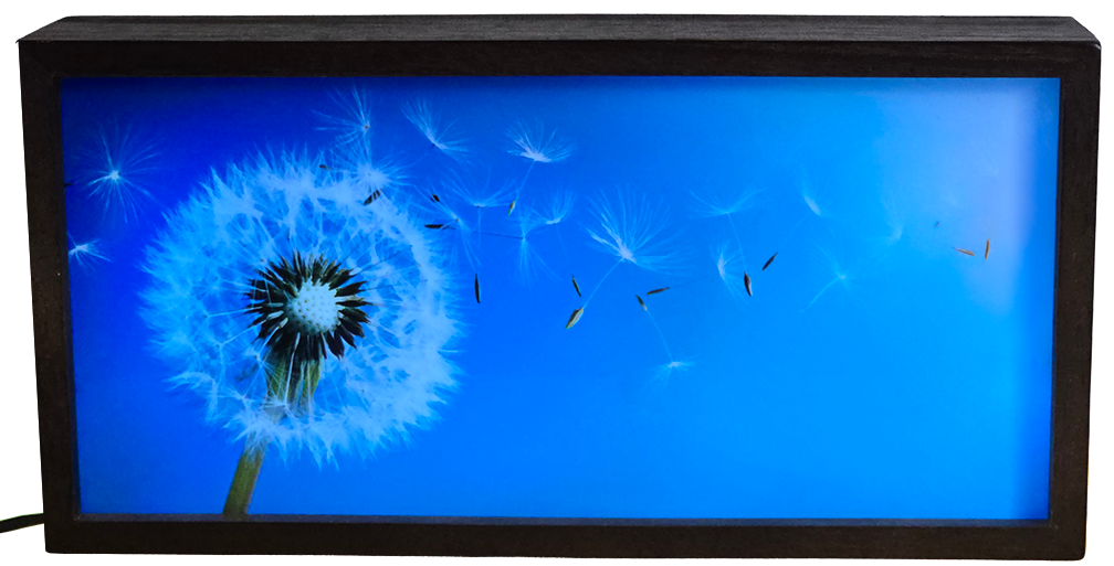 Blowing Dandelion Seeds