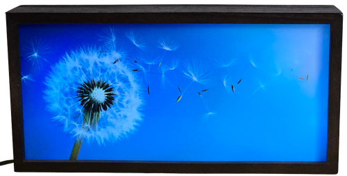 Blowing Dandelion Seeds