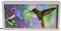 Hummingbird with Flowers