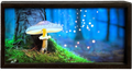 Mushroom in Enchanted Forest