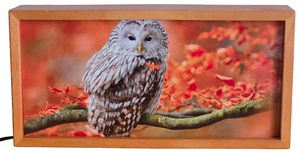 Owl on Autumn Branch