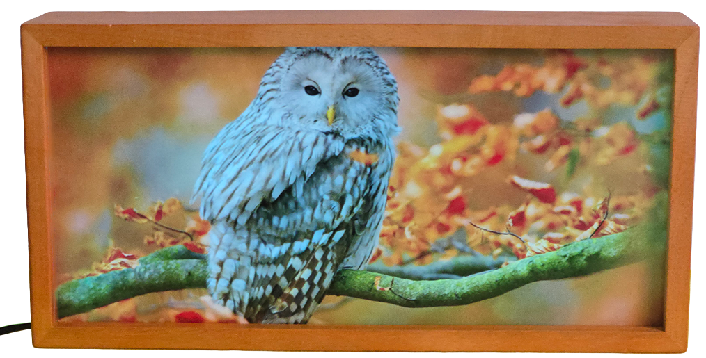 Owl on Autumn Branch